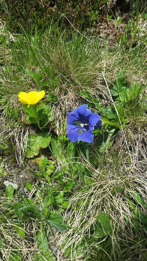 Hanslerfeld Alpbach Kültér fotó